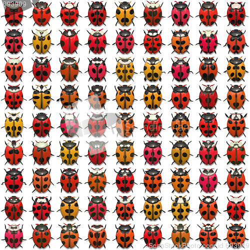 Image of Ladybugs Pattern