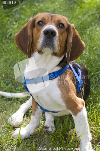 Image of Young Beagle Dog
