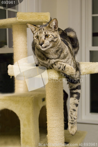 Image of Savannah Cat