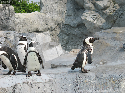 Image of Mean Penguins