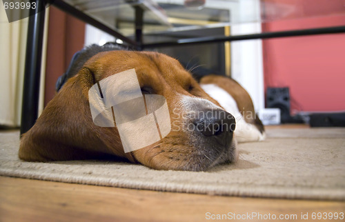 Image of Sleepy Beagle Dog