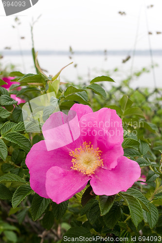 Image of Rugosa Rose