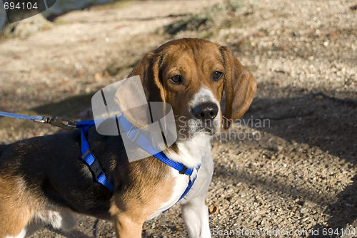 Image of alert beagle