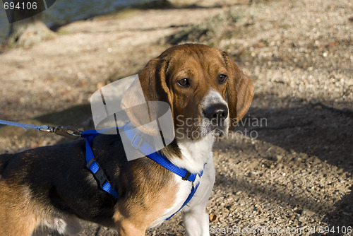 Image of alert beagle
