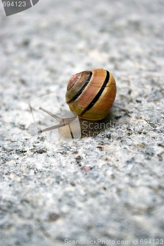 Image of Sea Snail