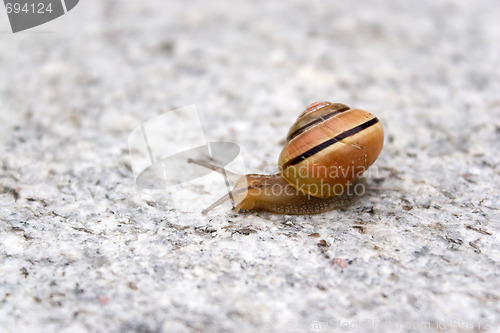 Image of Sea Snail