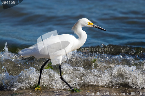 Image of Snowy Egret