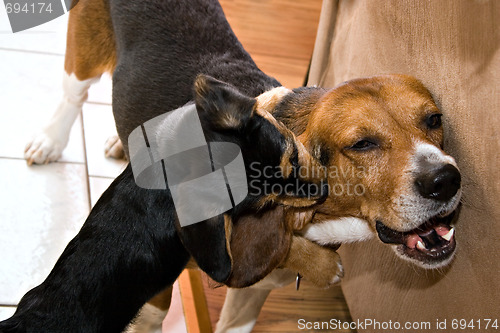 Image of Dogs Playing and Fighting