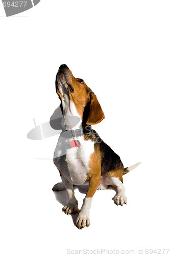 Image of Isolated Beagle Dog
