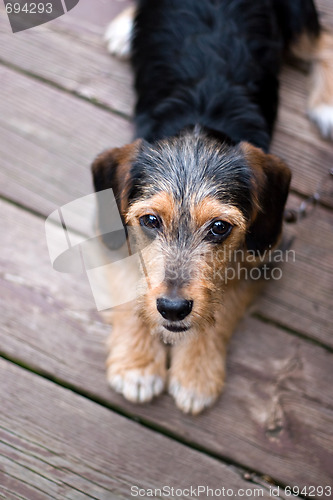 Image of Cute Puppy Dog Laying Down