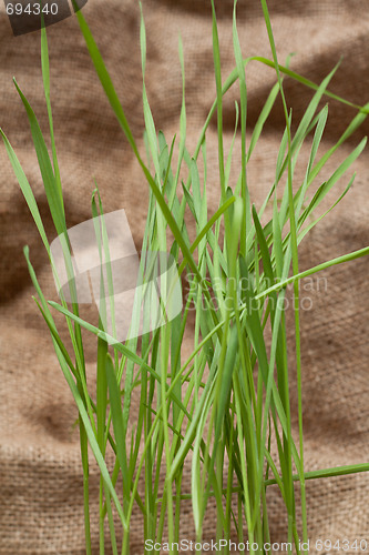 Image of Green herb on sackcloth