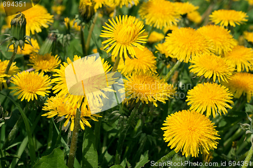 Image of Yellow dandelions