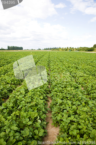 Image of Strawberry Field