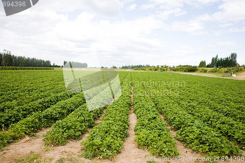 Image of Strawberry Field