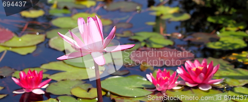 Image of Pink Water Lily