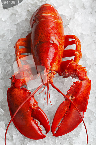 Image of Whole red lobster 