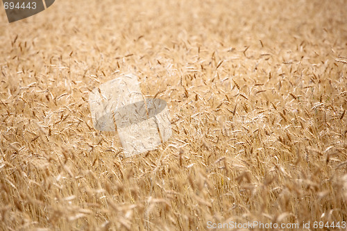 Image of Field of ripe wheat