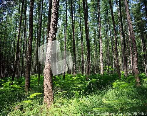 Image of Pine forest