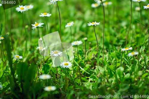 Image of Daisy field