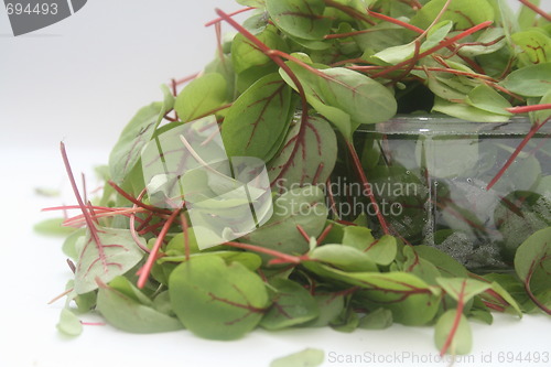 Image of baby sorrel leaves