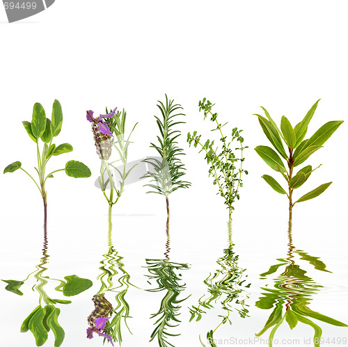 Image of Herb Freshness