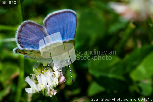 Image of Blue butterfly