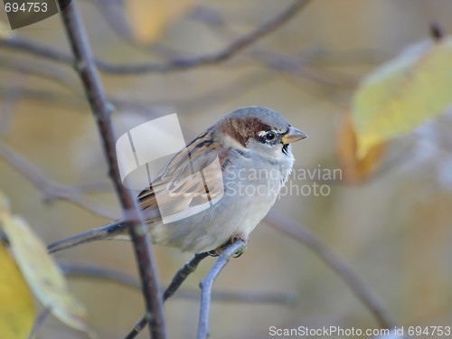 Image of Sparrow 