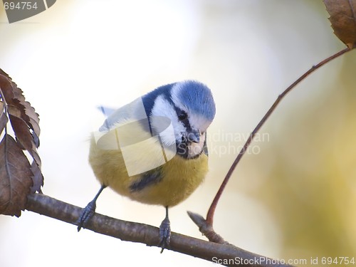 Image of Blue Tit 