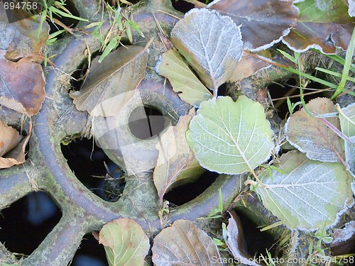 Image of Autumn Leaves