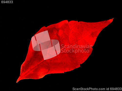 Image of autumn leaf