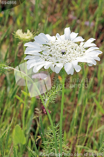 Image of Spring flowers