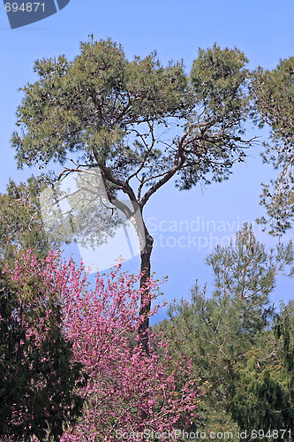 Image of Spring flowers