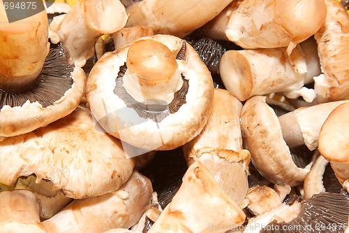 Image of Fresh mushrooms isolated on white