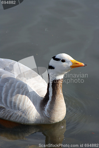 Image of Wild duck