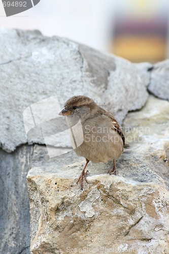 Image of The sparrow