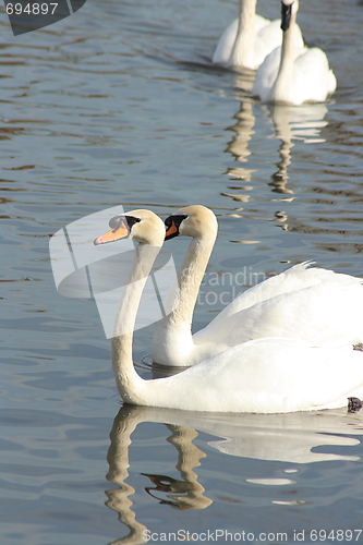 Image of White swan