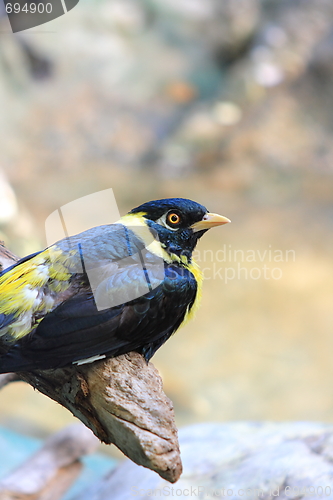 Image of The bird