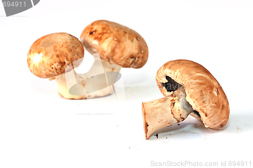 Image of Fresh mushrooms isolated on white