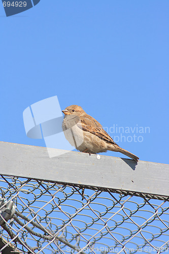 Image of The sparrow