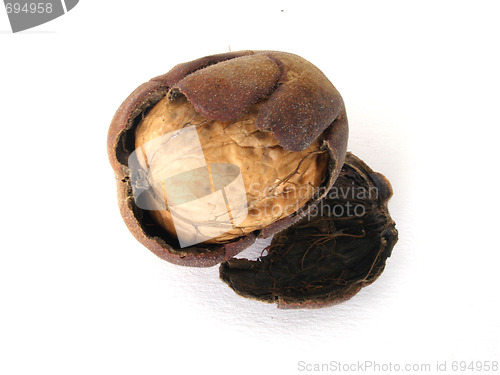 Image of walnut