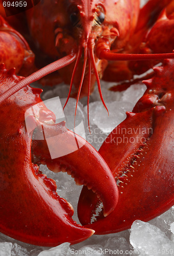 Image of Red lobster on ice