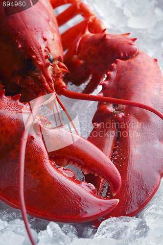 Image of Whole red lobster on ice