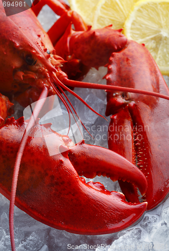 Image of Whole red lobster, focus on the claw