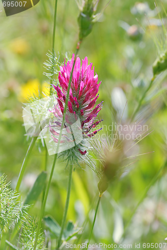 Image of Beautiful spring flower