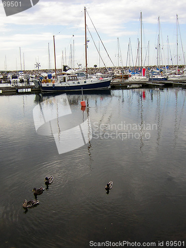 Image of Ducks visiting simrishamn harbour, south sweden.