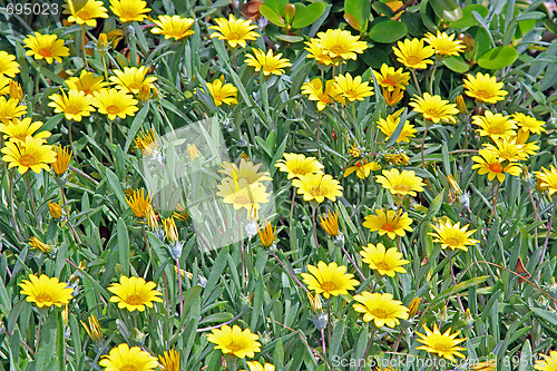 Image of Spring field. Beautiful flowers.