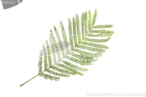 Image of Branch of green leaves isolated on white background