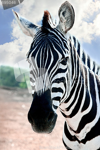 Image of Zebra is looking opposite the blue sky