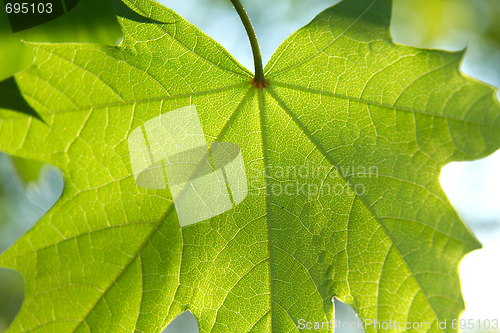 Image of Leaf