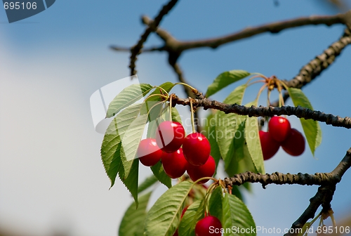 Image of Cherry